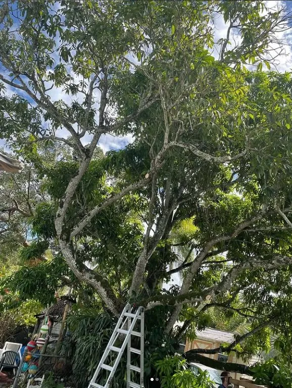 Reliable lawn mowing service near you in Homestead, FL by Bright Horizon Landscape