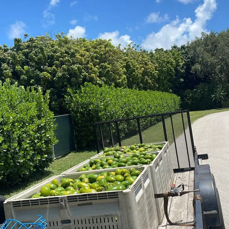 Expert outdoor landscaping with custom design across Homestead, FL - Bright Horizon Landscape