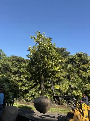 Bright Horizon Landscape Logo