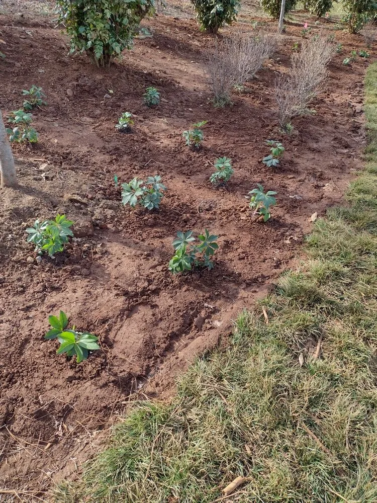 Trusted landscape design in Maynardville, TN - Bright Landscaping & Concrete