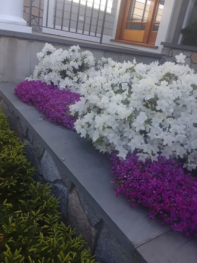 Local landscape installation in Lynn, MA by Bright lawn care