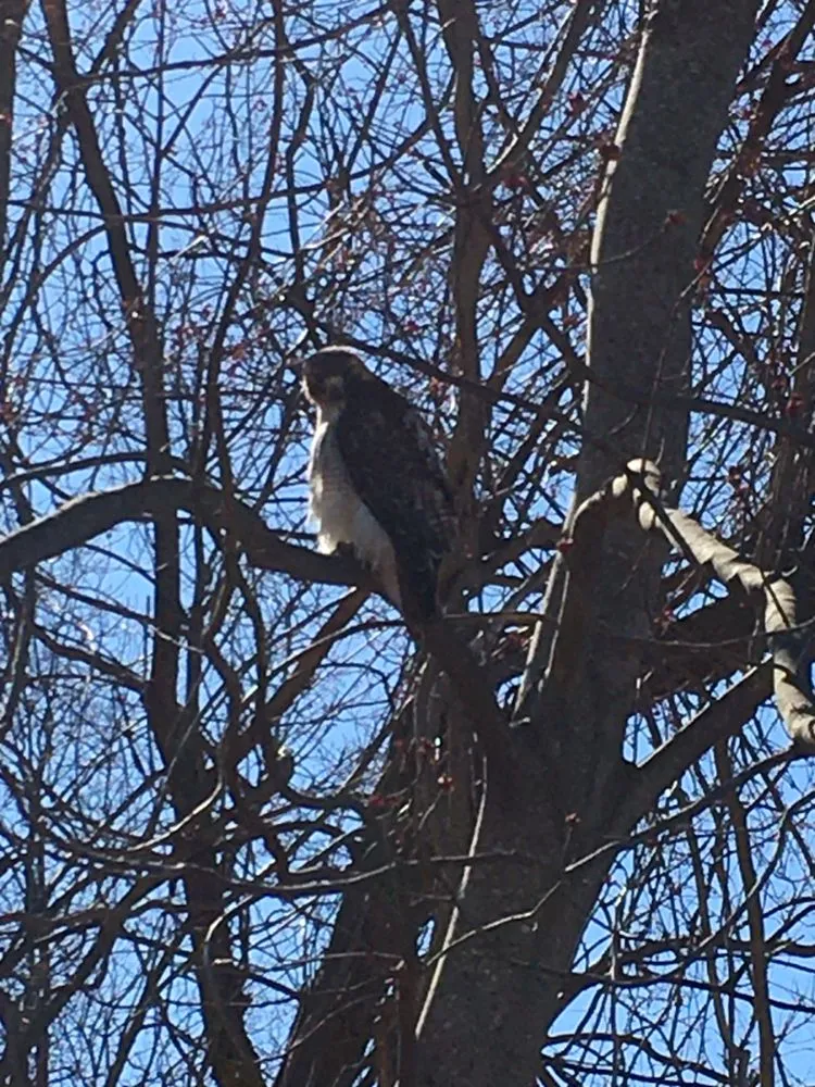 Local yard maintenance for outdoor upgrades across Lynn, MA - Bright lawn care