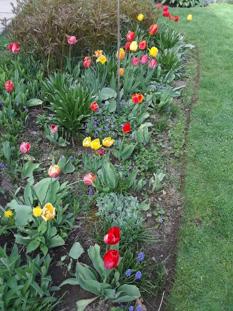 Local yard cleanup service in Lynn, MA - Bright lawn care