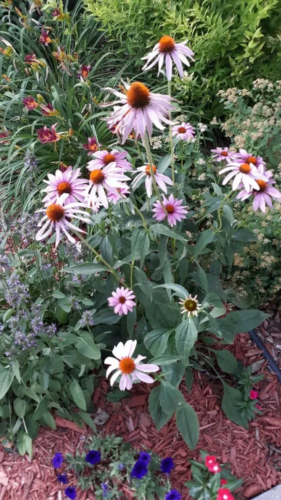 Affordable landscape installation with custom design in Mitchellville, IA by Bright Light Construction Solutions