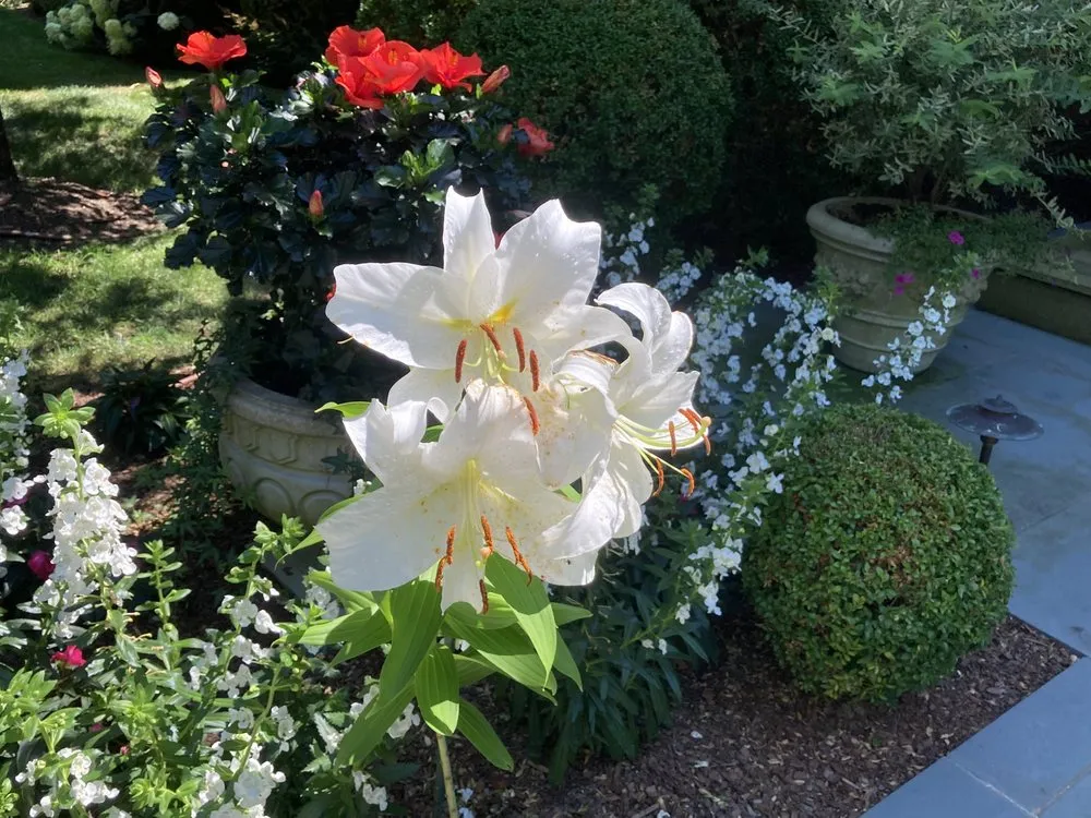 Professional yard maintenance for residential properties in East Hampton, NY by Bright View Gardens