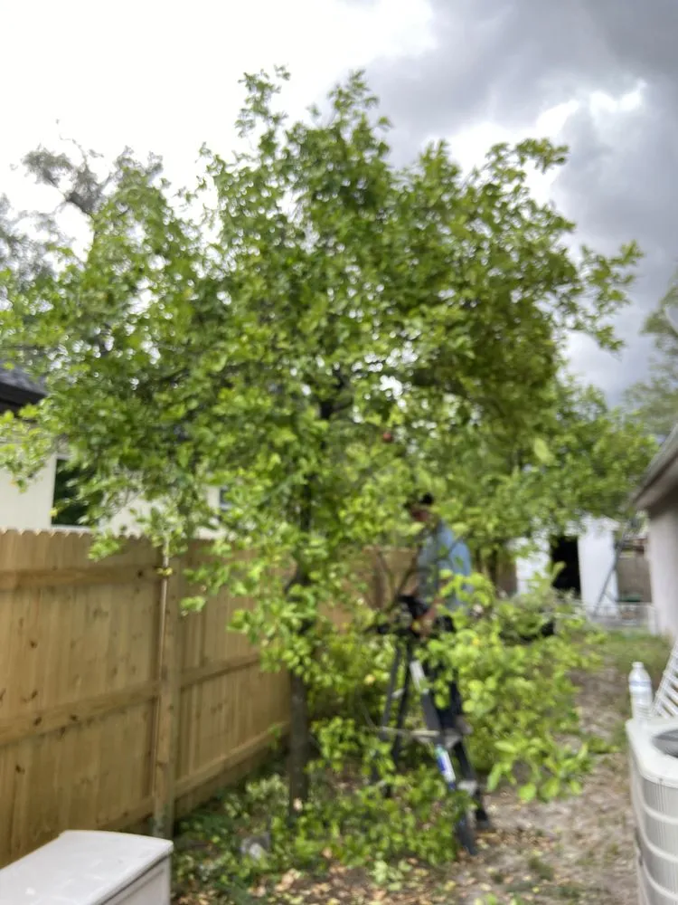 Reliable lawn mowing service in Tampa, FL - Brighter Vision Lawn Care