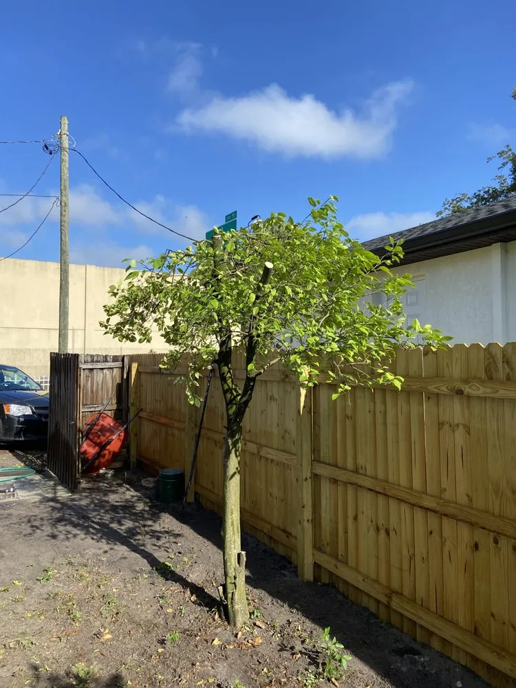 Expert lawn care service in Tampa, FL by Brighter Vision Lawn Care