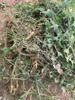 Trusted landscape installation in Hemet, CA - Brightgreen landscape