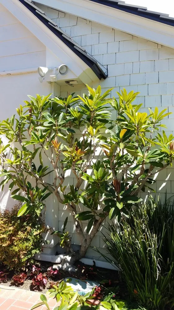 Affordable landscape design for homes across Newport Beach, CA - Brightside Landcare