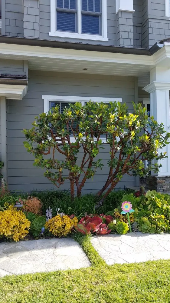 Professional outdoor landscaping for beautiful yards across Newport Beach, CA - Brightside Landcare