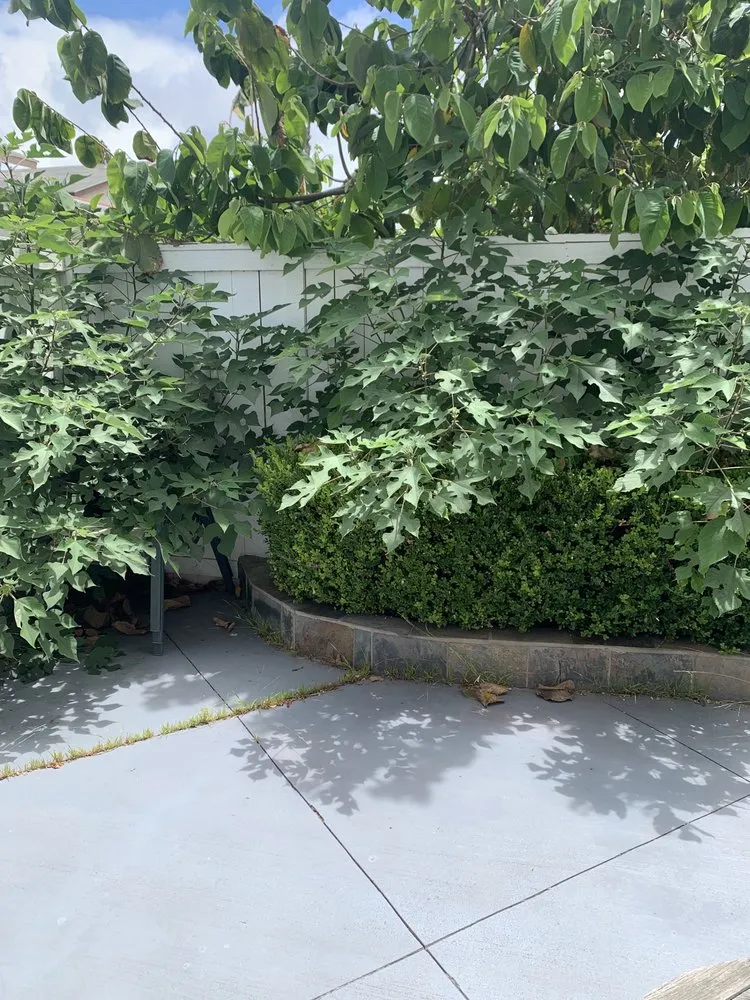 Reliable residential landscaping experts serving Newport Beach, CA - Brightside Landcare