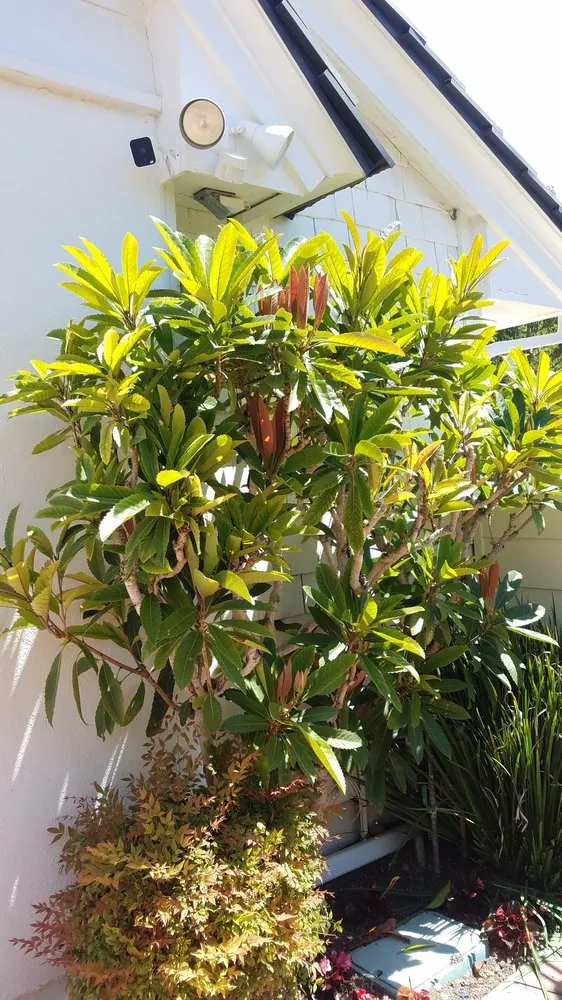 Custom lawn care service in Newport Beach, CA - Brightside Landcare