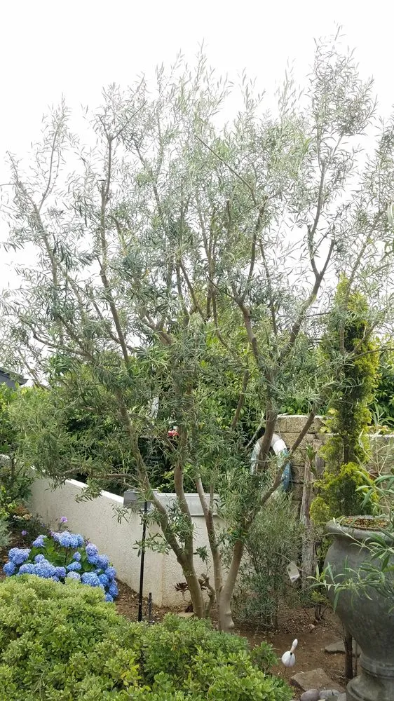 Affordable lawn mowing service in Newport Beach, CA by Brightside Landcare