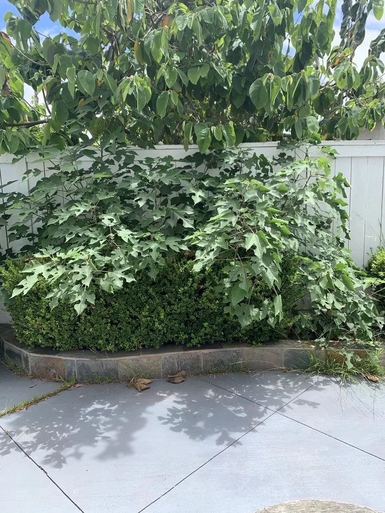 Expert yard cleanup service in Newport Beach, CA - Brightside Landcare