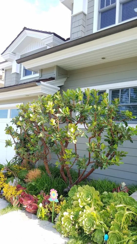 Expert outdoor landscaping in Newport Beach, CA by Brightside Landcare