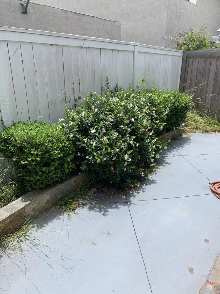 Top-rated yard cleanup service for residential properties across Newport Beach, CA - Brightside Landcare