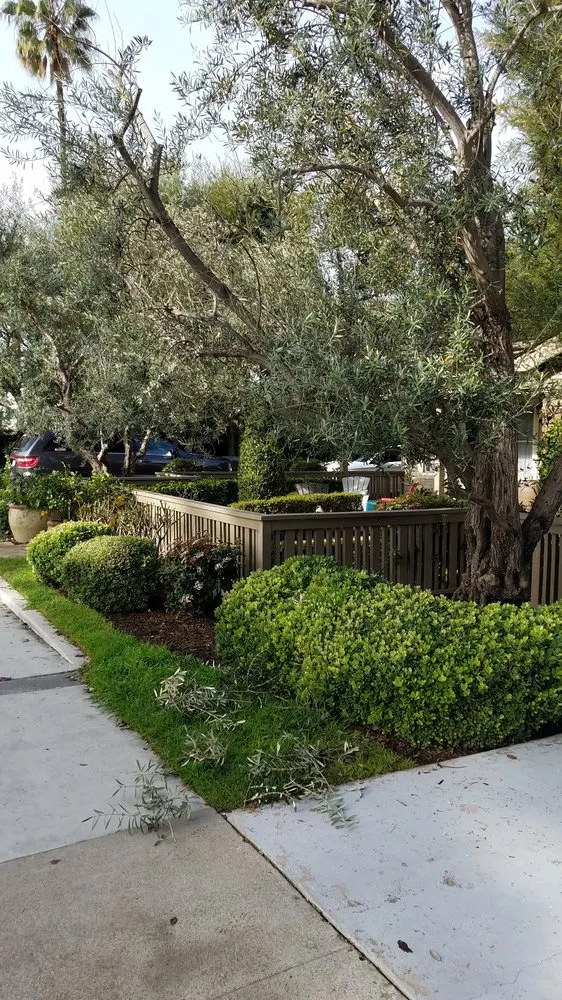 Affordable outdoor landscaping in Newport Beach, CA by Brightside Landcare