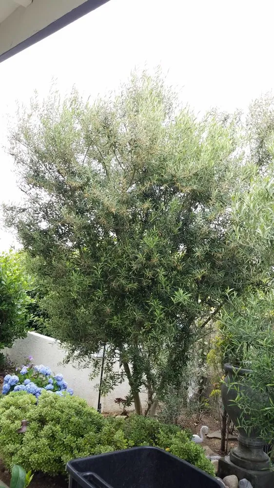 Trusted landscape installation experts serving Newport Beach, CA - Brightside Landcare