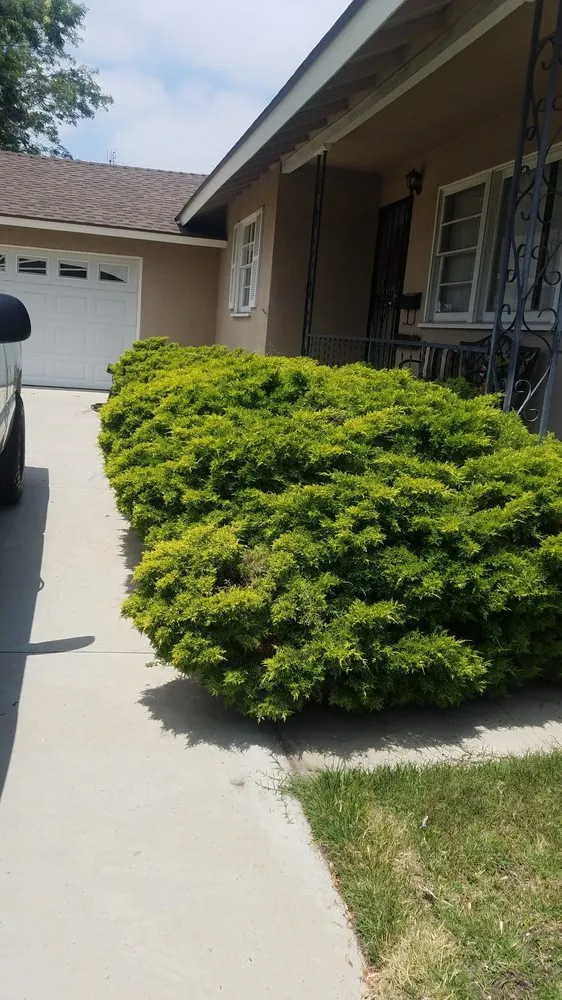 Custom outdoor landscaping in Newport Beach, CA by Brightside Landcare