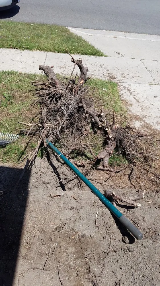 Affordable residential landscaping in Newport Beach, CA by Brightside Landcare