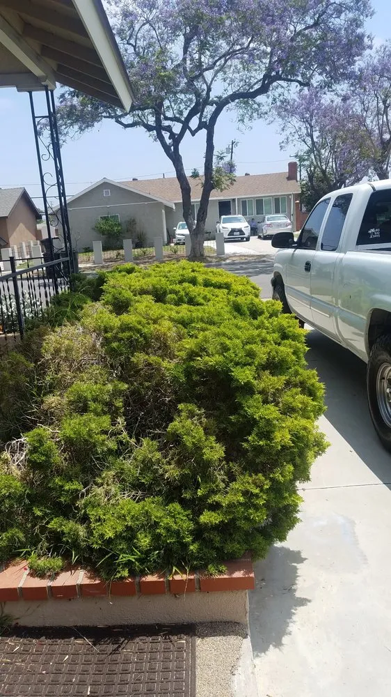 Top-rated landscape design in Newport Beach, CA - Brightside Landcare