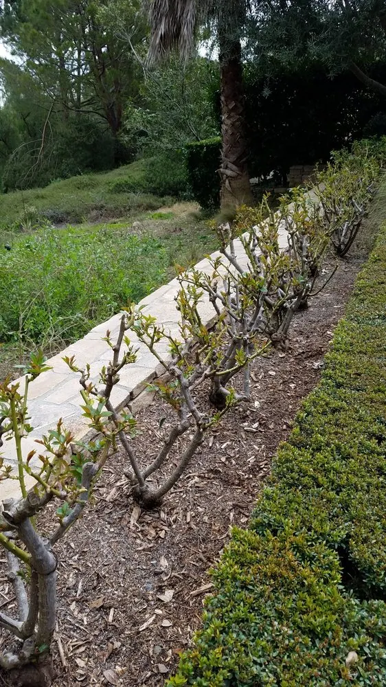 Top-rated residential landscaping in Newport Beach, CA by Brightside Landcare