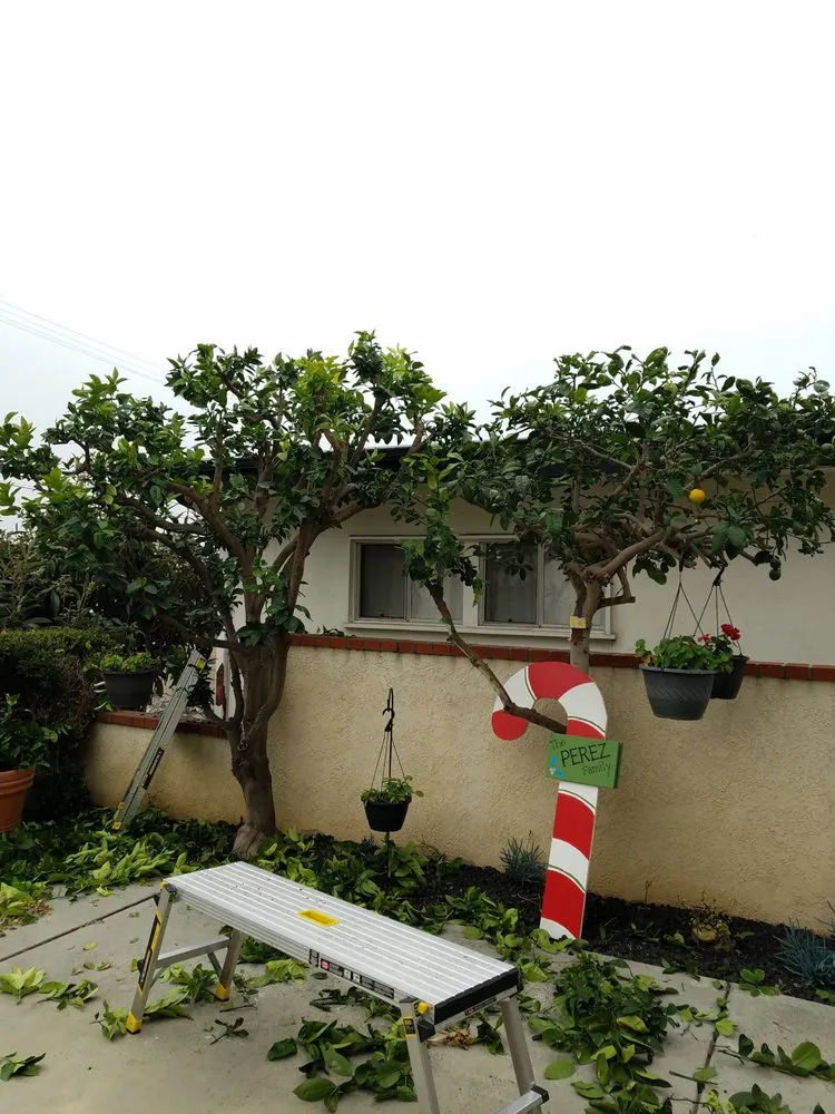 Affordable landscaping services in Newport Beach, CA by Brightside Landcare