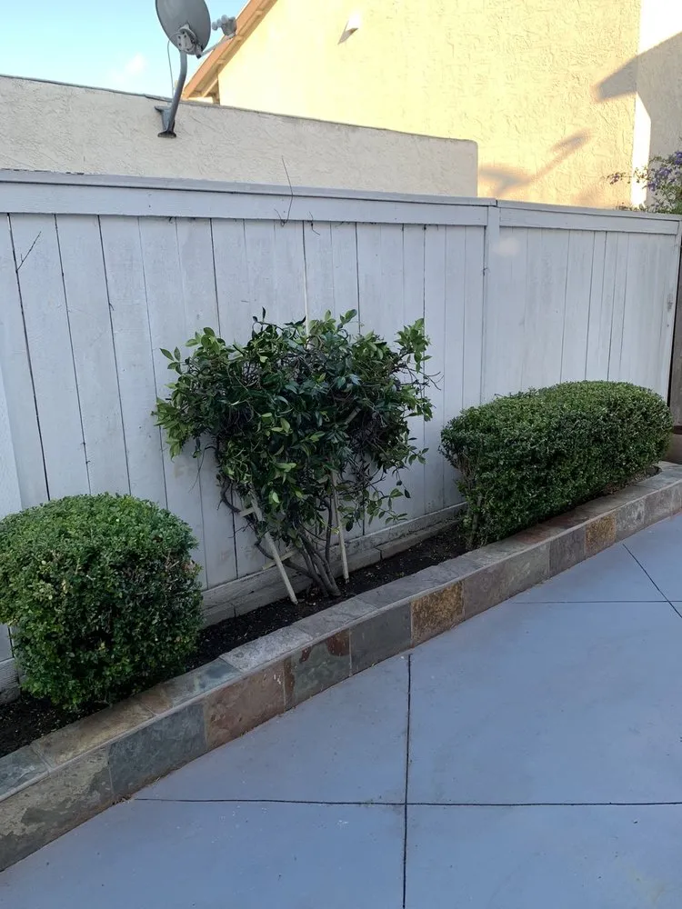 Top-rated yard maintenance for year-round maintenance in Newport Beach, CA by Brightside Landcare