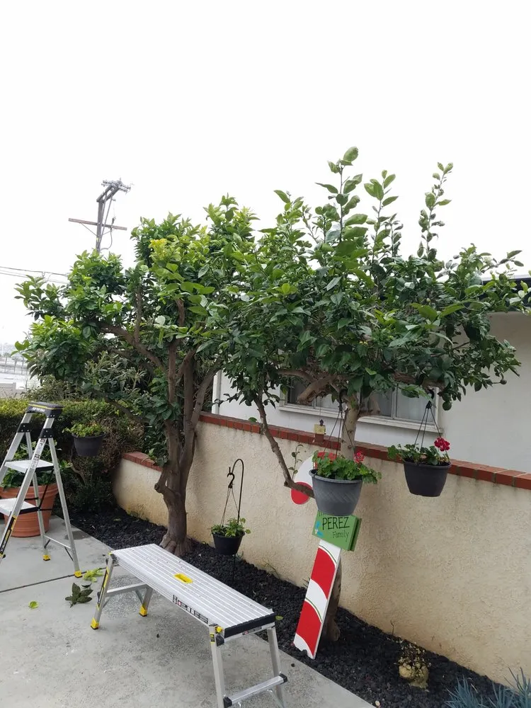 Top-rated garden landscaping for year-round maintenance in Newport Beach, CA by Brightside Landcare