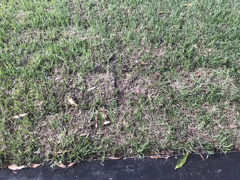 Expert landscape installation experts serving Pembroke Pines, FL - Brightstar Lawn & Landscaping