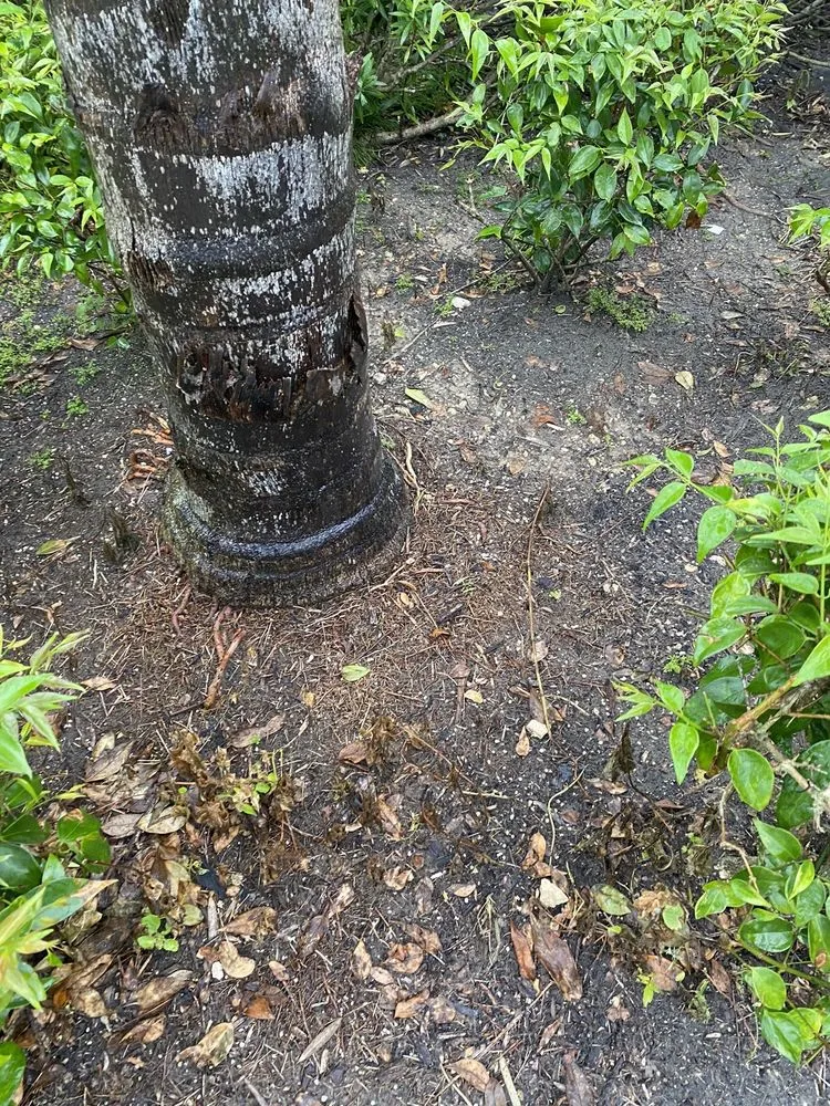 Local garden landscaping experts serving Fort Myers, FL - BrightView