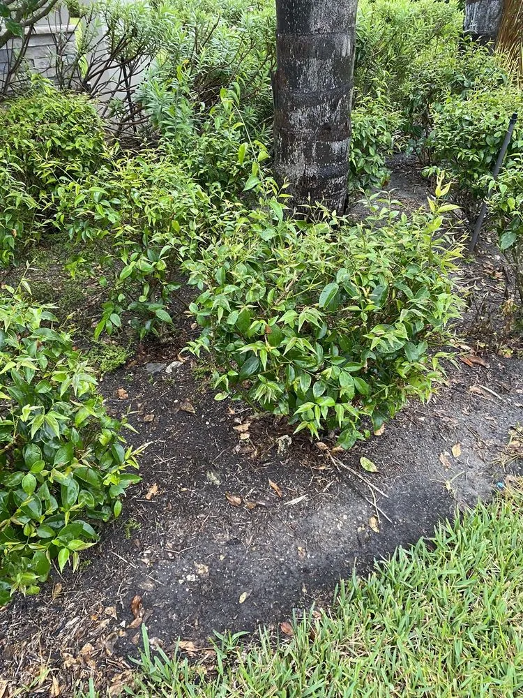 Trusted lawn care service experts serving Fort Myers, FL - BrightView