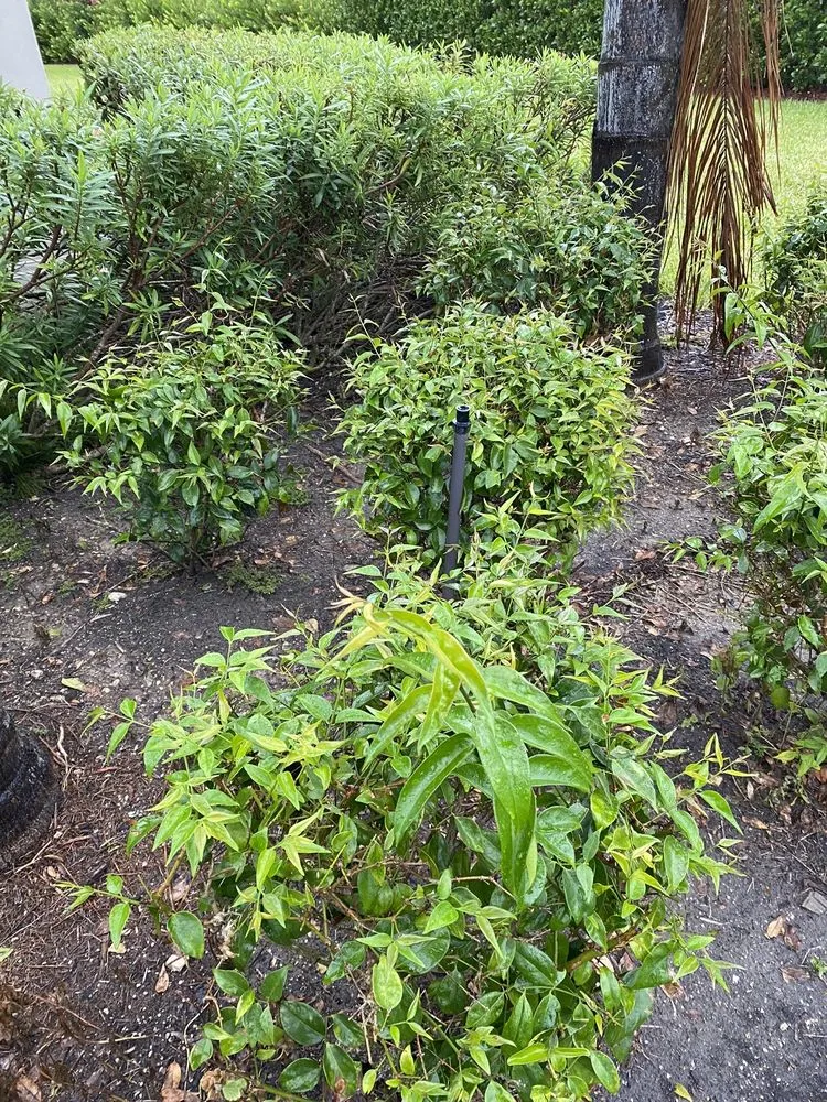 Top-rated yard maintenance for outdoor upgrades in Fort Myers, FL by BrightView