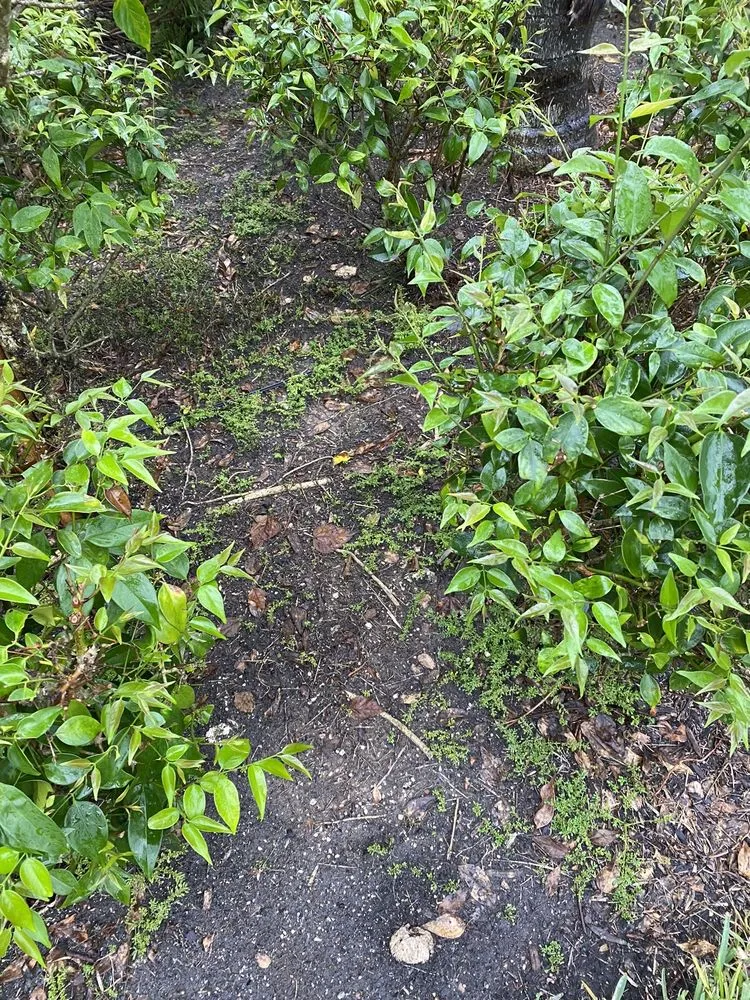 Professional residential landscaping for residential properties across Fort Myers, FL - BrightView