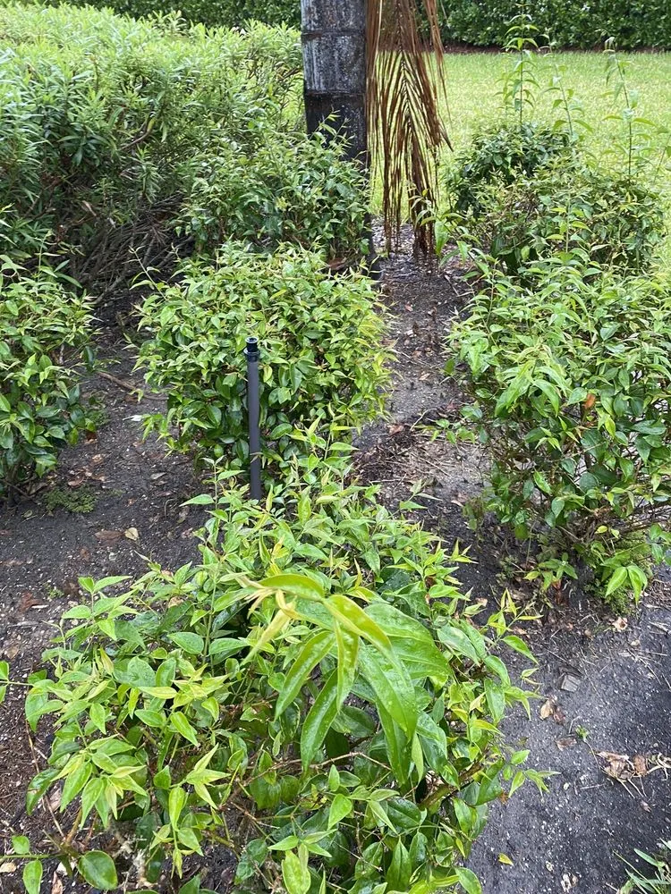 Affordable landscaping services near you across Fort Myers, FL - BrightView