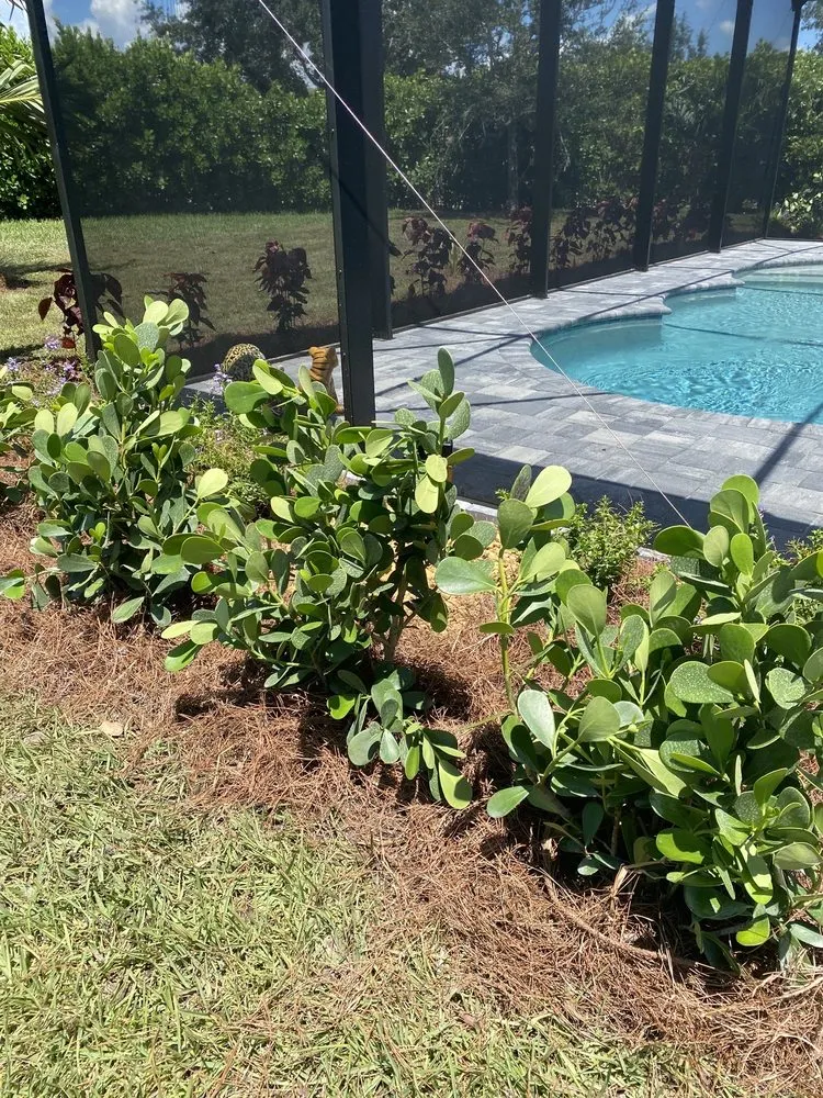 Custom landscaping services for residential properties in Fort Myers, FL by BrightView