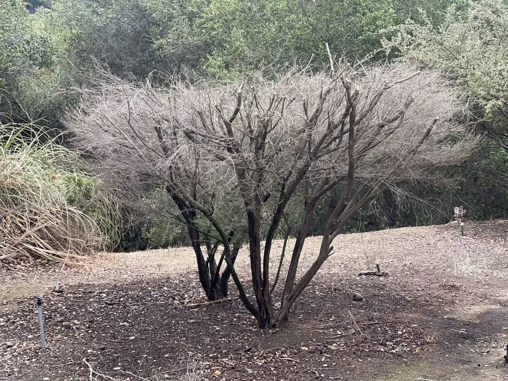 Expert landscaping services in Hayward, CA - BrightView