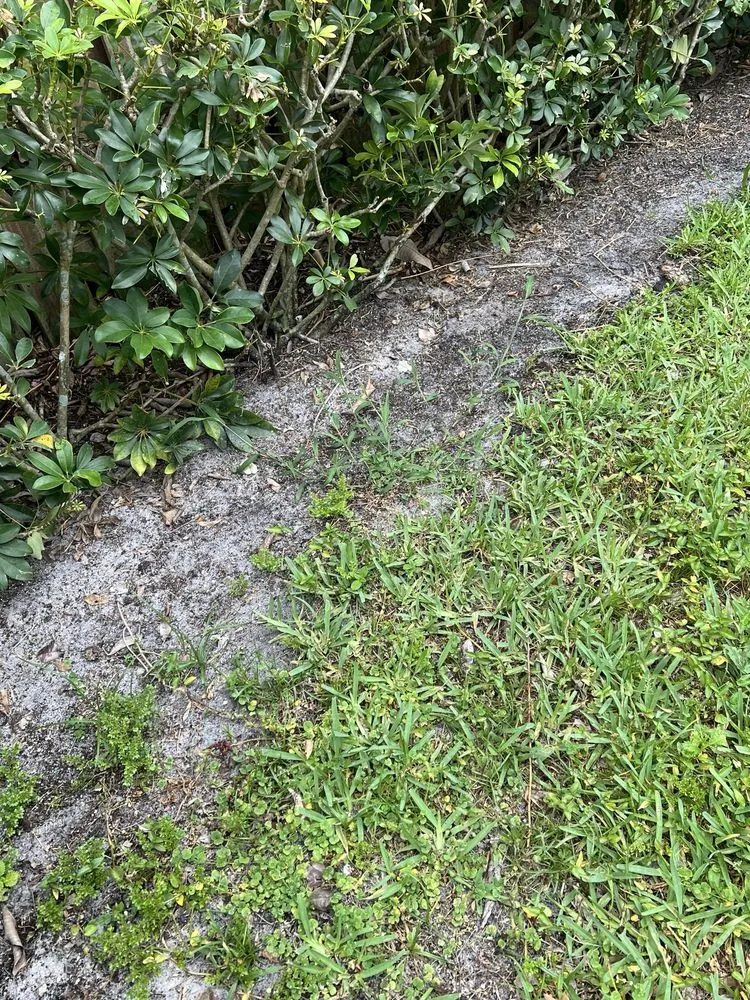 Expert yard cleanup service for outdoor upgrades across West Palm Beach, FL - BrightView Landscape Services