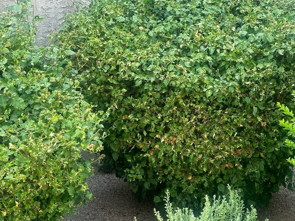 Reliable landscaping services experts serving Phoenix, AZ - BrightView Landscapes