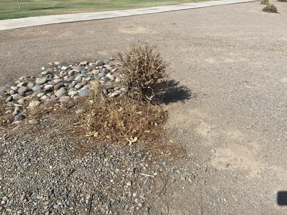 Expert yard cleanup service in Phoenix, AZ - BrightView Landscapes