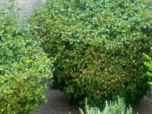 BrightView Landscapes Logo