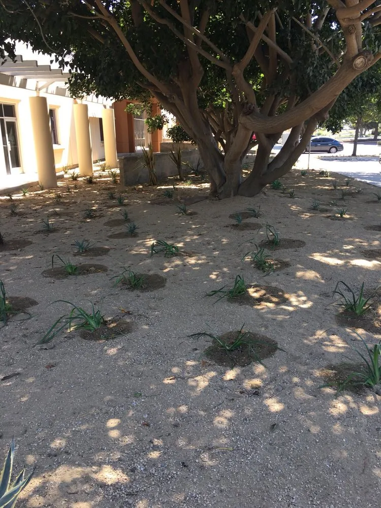 Reliable outdoor landscaping in Sacramento, CA - BrightView Landscapes