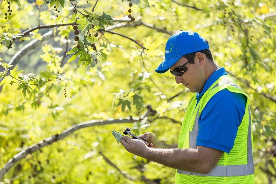 Local yard maintenance for homes across Sacramento, CA - BrightView Landscapes