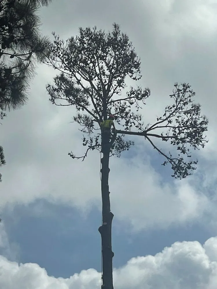 Top-rated residential landscaping in The Woodlands, TX - BrightView Landscapes