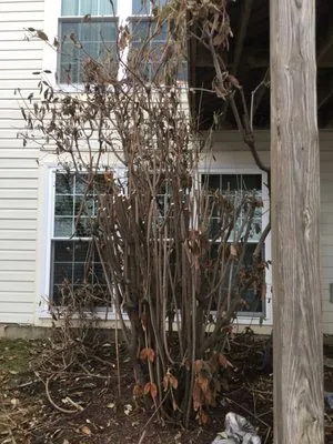 BrightView Landscaping Services