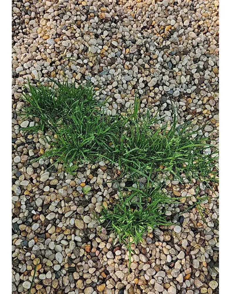 Affordable landscape design in Holbrook, NY by BRIGUGLIO QUALITY CUTS