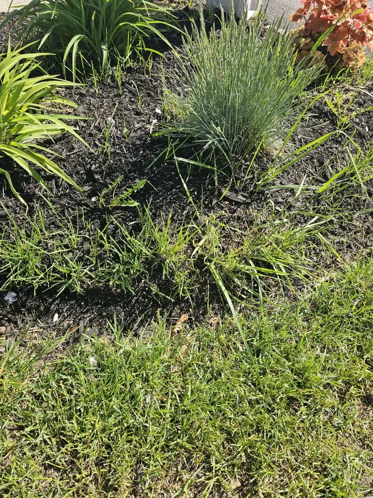 Top-rated landscape installation in Holbrook, NY by BRIGUGLIO QUALITY CUTS