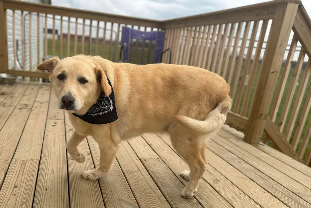 Local lawn mowing service in West Union, OH by Briley’s Diversified Services