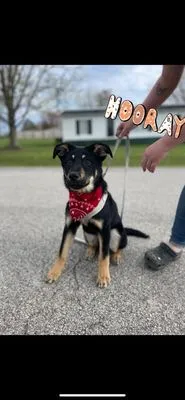 Briley’s Diversified Services