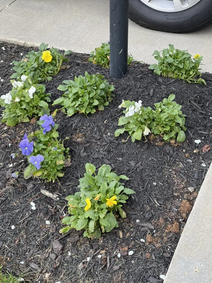 Trusted outdoor landscaping near you in New Kent, VA by Brilliant Mind Landscaping